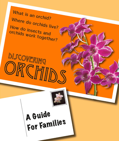 orchid-1